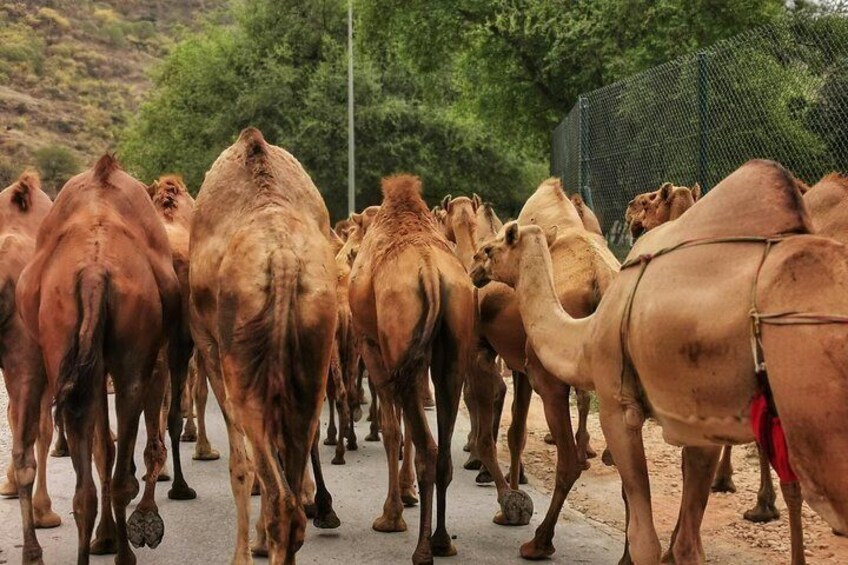 Camels