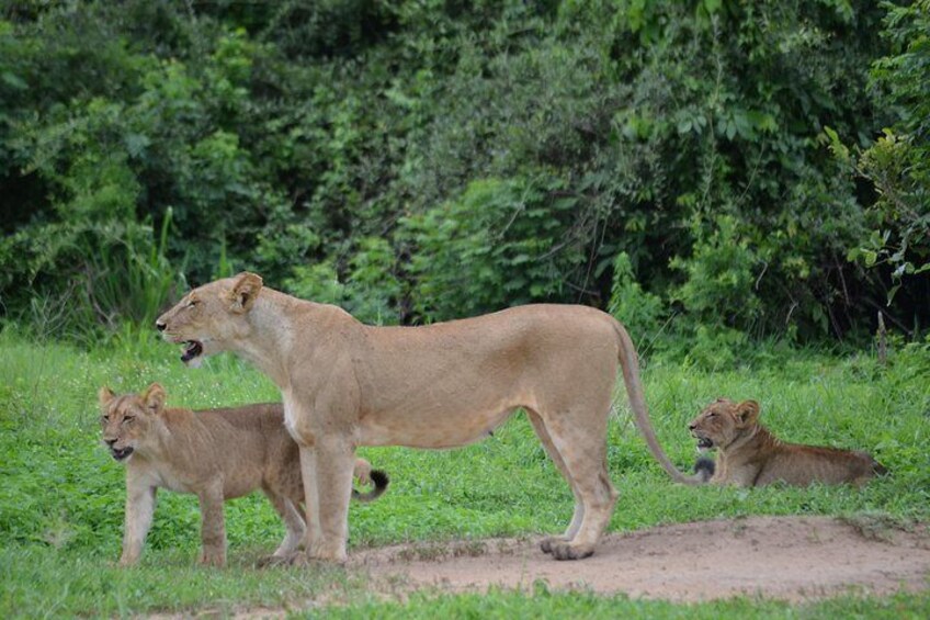 Day Trip Morogoro - Mikumi National Park