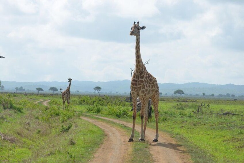 Day Trip Morogoro - Mikumi National Park