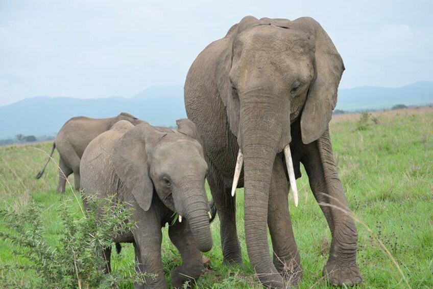 Day Trip Morogoro - Mikumi National Park