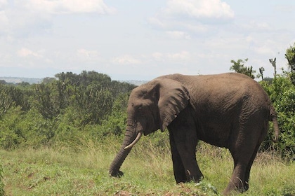 10-Day Wildlife Big 5, Murchison Falls and Gorilla Safari