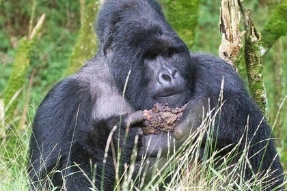 5 Days Uganda Gorilla, Chimpanzee and Wildlife Safari