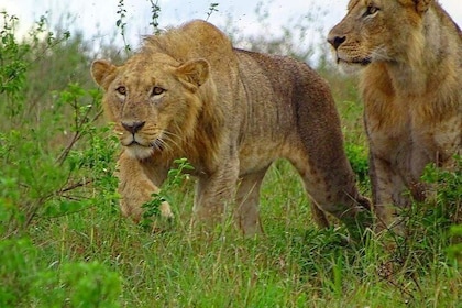 Nairobi National Park Game Drives