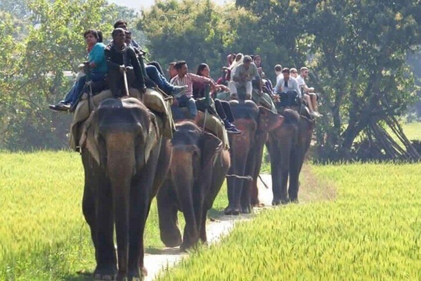 Private Tour : Sariska Tiger Reserve day trip from Jaipur