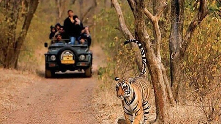 Sariska Tiger Reserve Safari tour from Jaipur