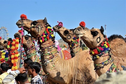 Private One Day Trip to Ajmer & Pushkar from Jaipur