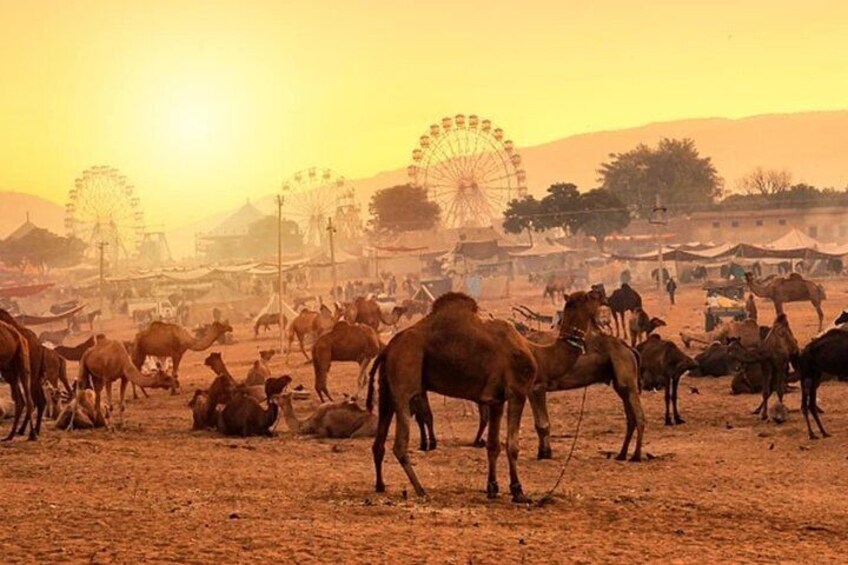 Pushkar Fair