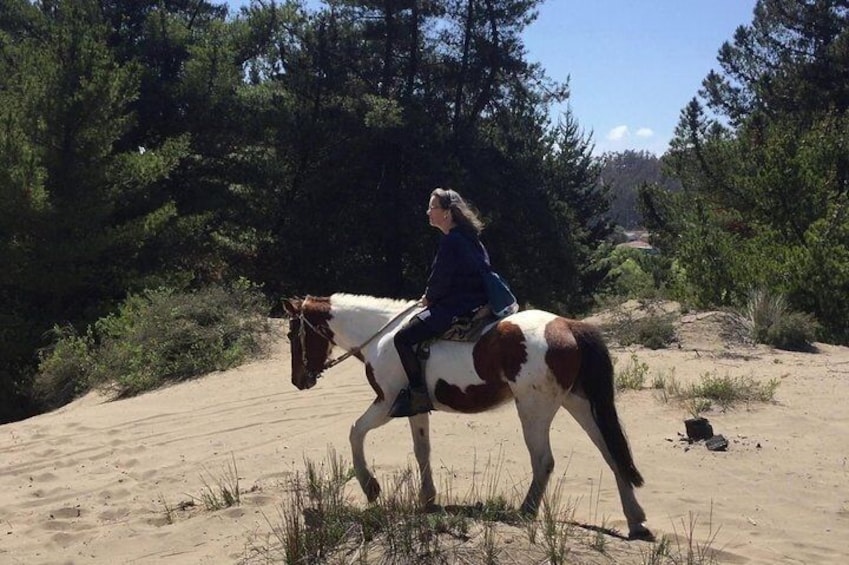 Penguins+Horseback riding+Barbecue in Cachagua & Sand Dunes (PRIVATE EXCURSION)