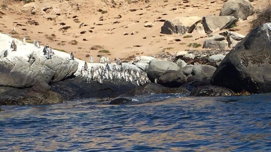 Penguins+Horseback riding+Barbecue in Cachagua & Sand Dunes