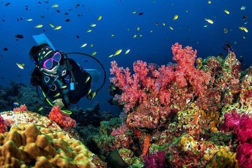 Scuba diving in Goa