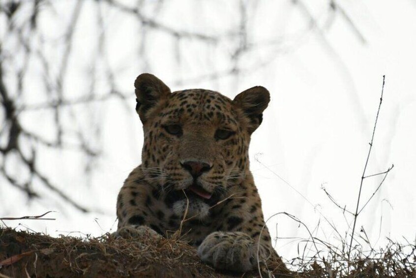 Jhalana Leopard Safari+Abhaneri Step Well Tour From Jaipur Including Car & Entry