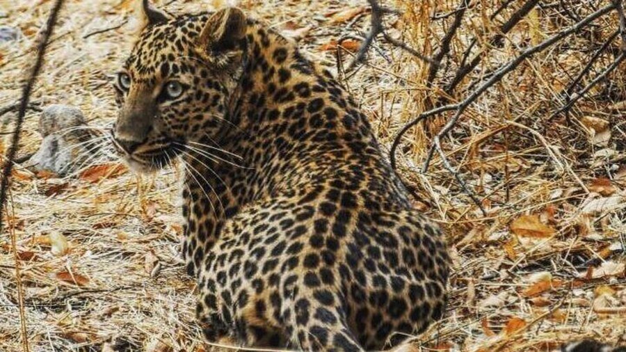 Jhalana Leopard Safari+Abhaneri Step Well Tour From Jaipur Including Car & Entry