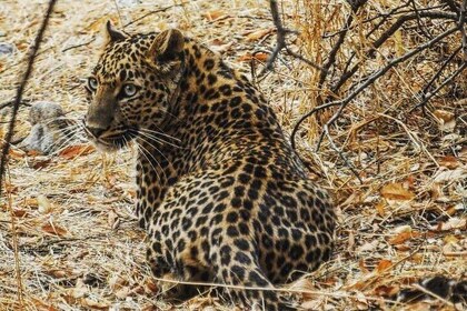 1 Day: Jhalana Leopard Safari+Abhaneri Step Well Tour From Jaipur