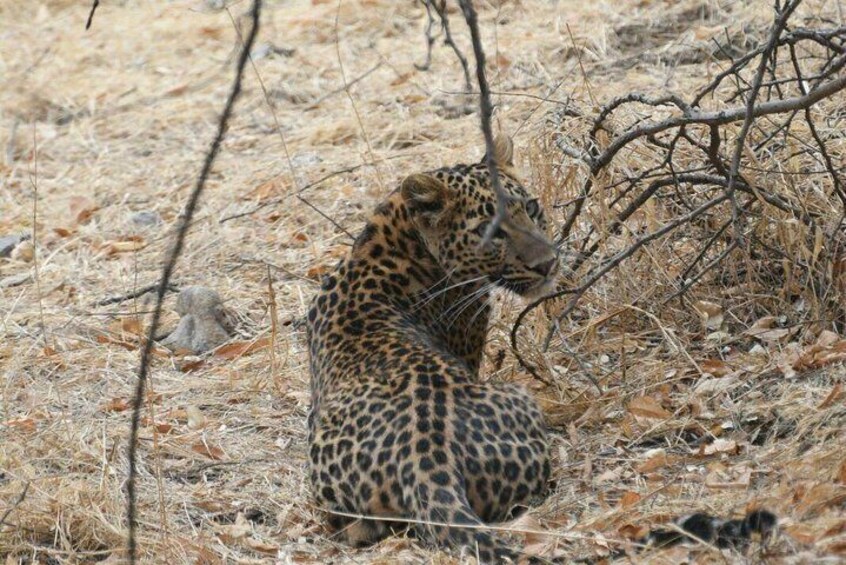 Jhalana Leopard Safari+Abhaneri Step Well Tour From Jaipur Including Car & Entry