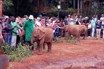Nairobi National park,Elephant orphange,Giraffe center &Karen BLIXEN 