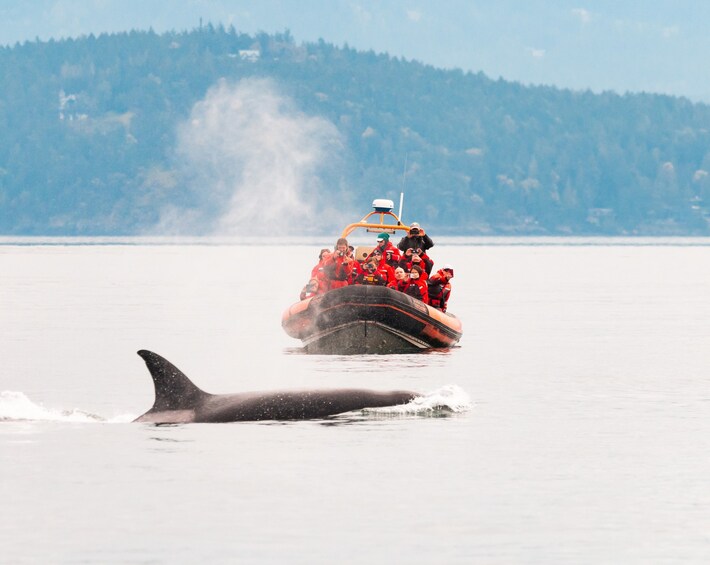 Vancouver to Victoria Seaplane Day Trip with Whale Watching Tour