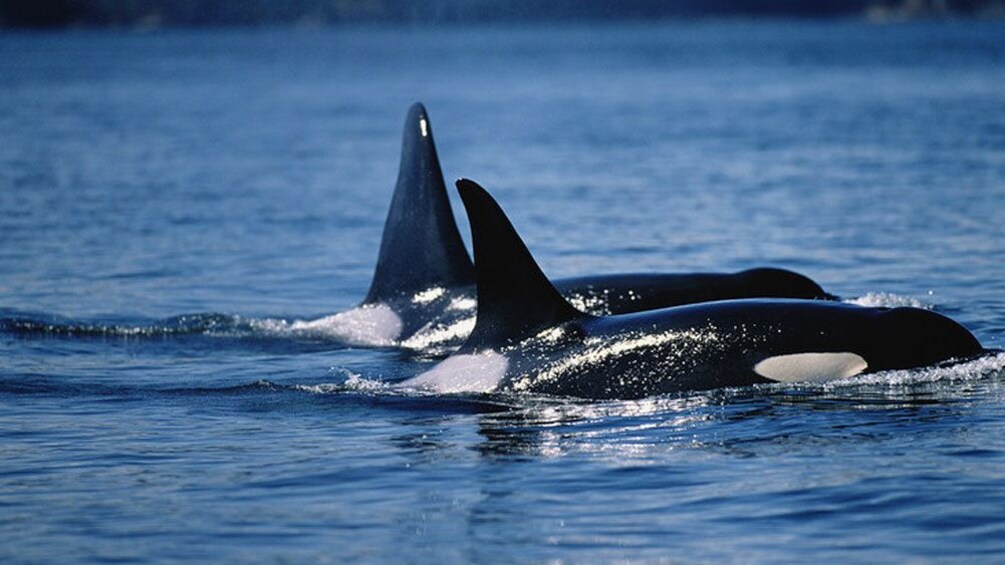 A pair of orcas swimming in Vancouver