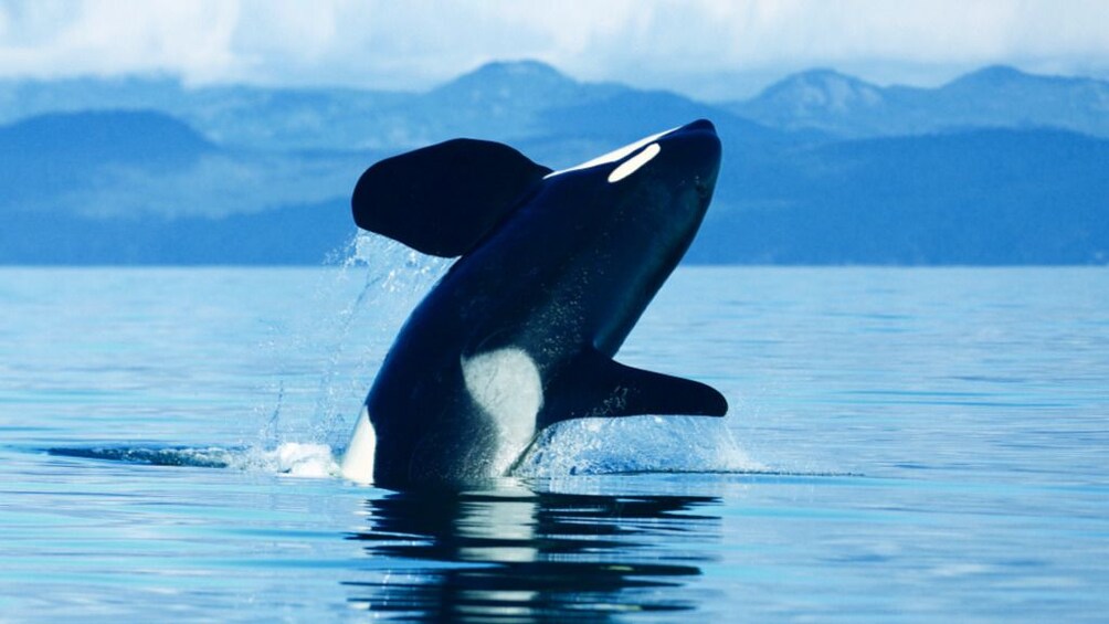 Victoria Whale Watching Adventure with Seaplane & Cruise