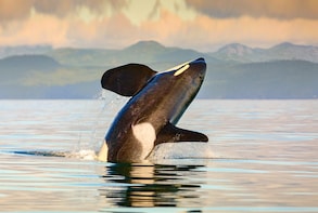 Victoria Whale Watching Adventure with Seaplane & Cruise