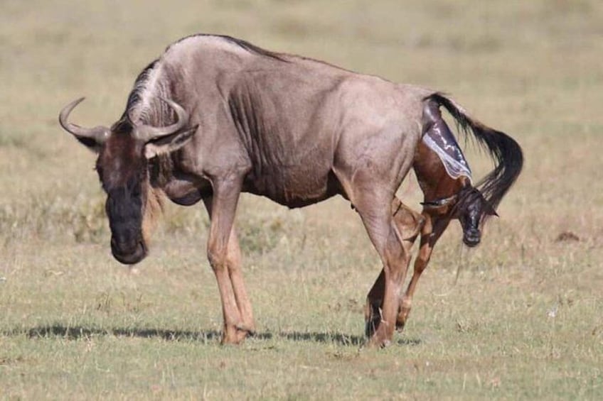 5 Days safari Selous GR and Mikumi NP