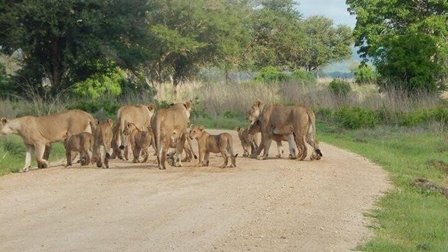 5 Days safari Selous GR and Mikumi NP