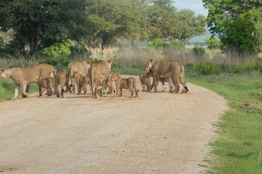 5 Days safari Selous GR and Mikumi NP