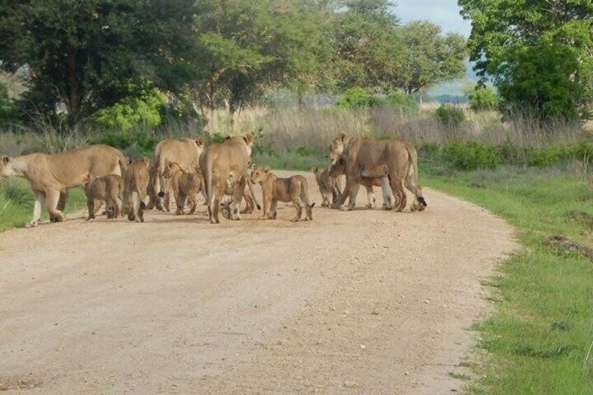 5 Days safari Selous GR and Mikumi NP