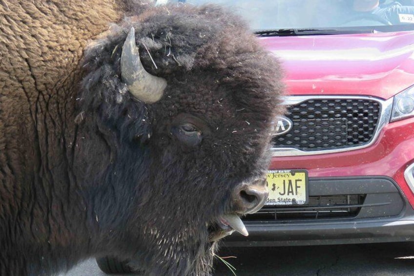 Yellowstone National Park - Full-Day Lower Loop Tour from West Yellowstone