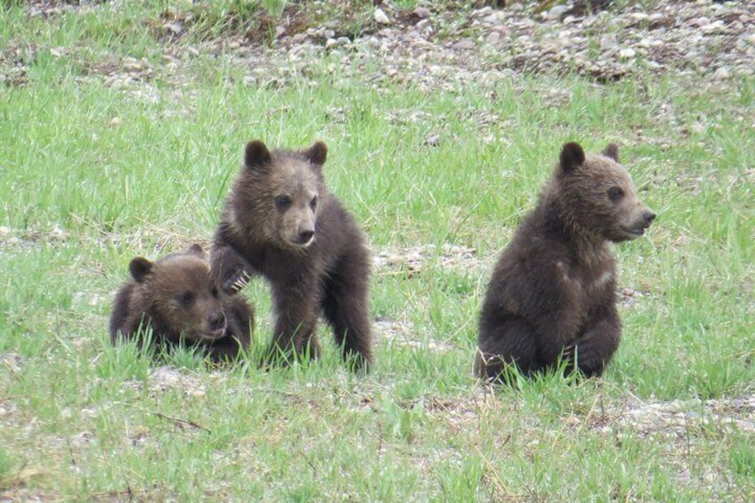 Yellowstone National Park - Full-Day Lower Loop Tour from West Yellowstone