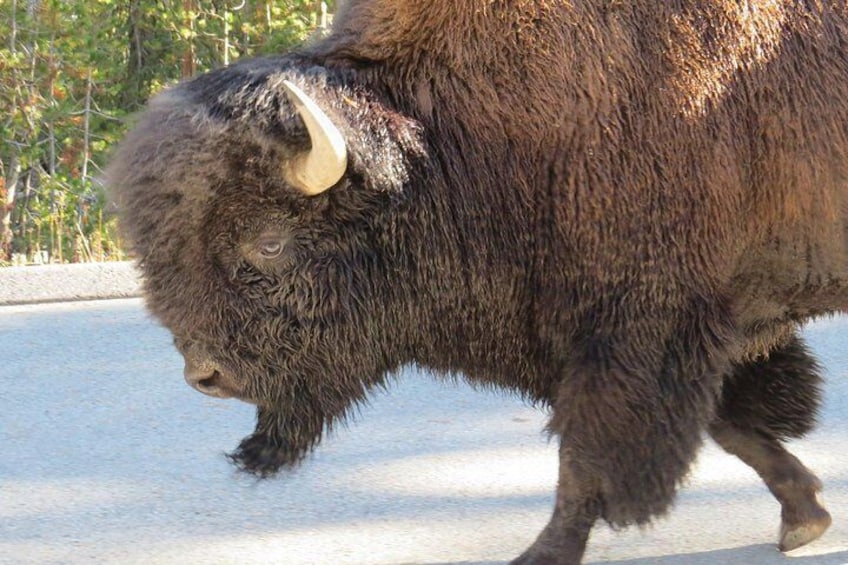 Yellowstone National Park - Full-Day Lower Loop Tour from West Yellowstone