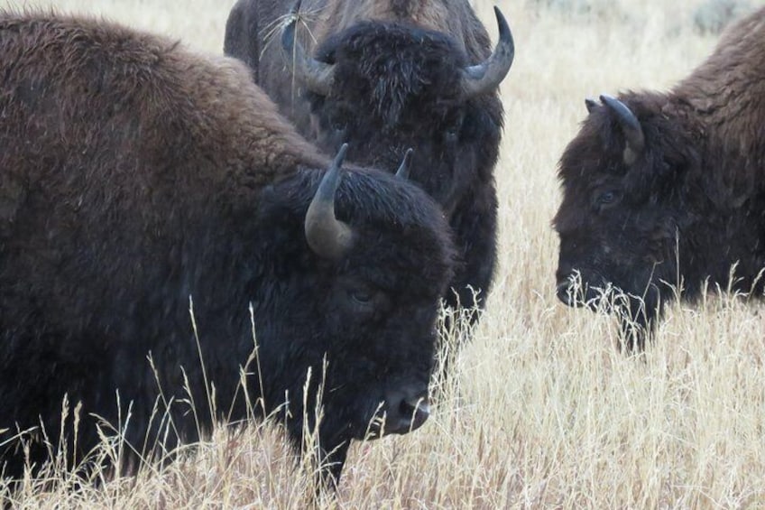 Yellowstone National Park - Full-Day Lower Loop Tour from West Yellowstone