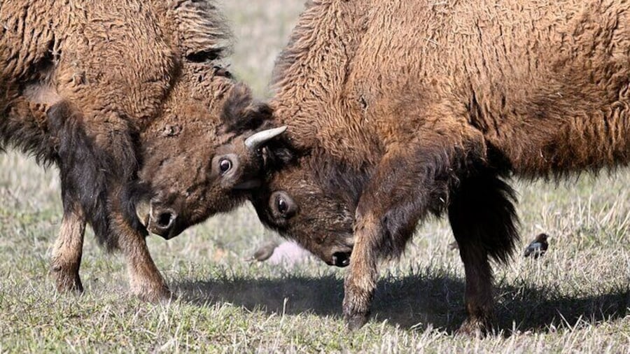 Yellowstone National Park - Full-Day Lower Loop Tour from West Yellowstone