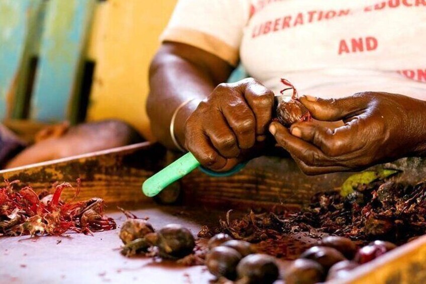 Cleaning of the Nutmegs at Gouyave Nutmeg station 