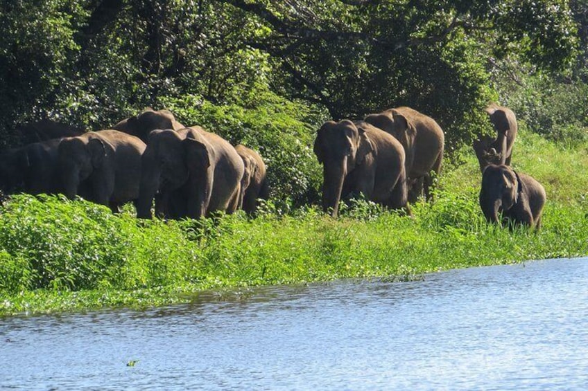 Wasgamuwa National Park Private Safari with Naturalist