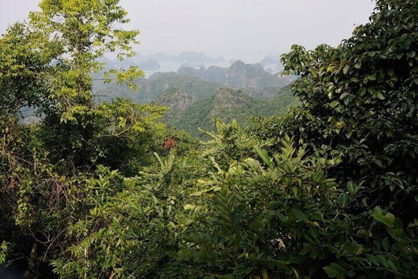 Full day hikking in Jungle of Cat Ba National park