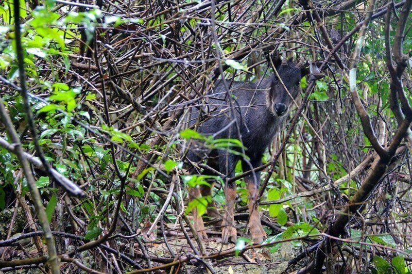 mountain goat