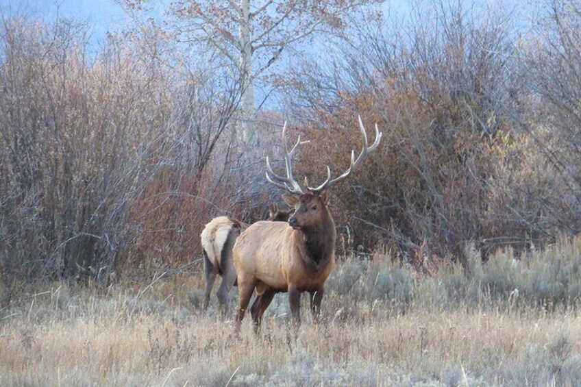 Grand Teton National Park - Full-Day Guided Tour from Jackson Hole