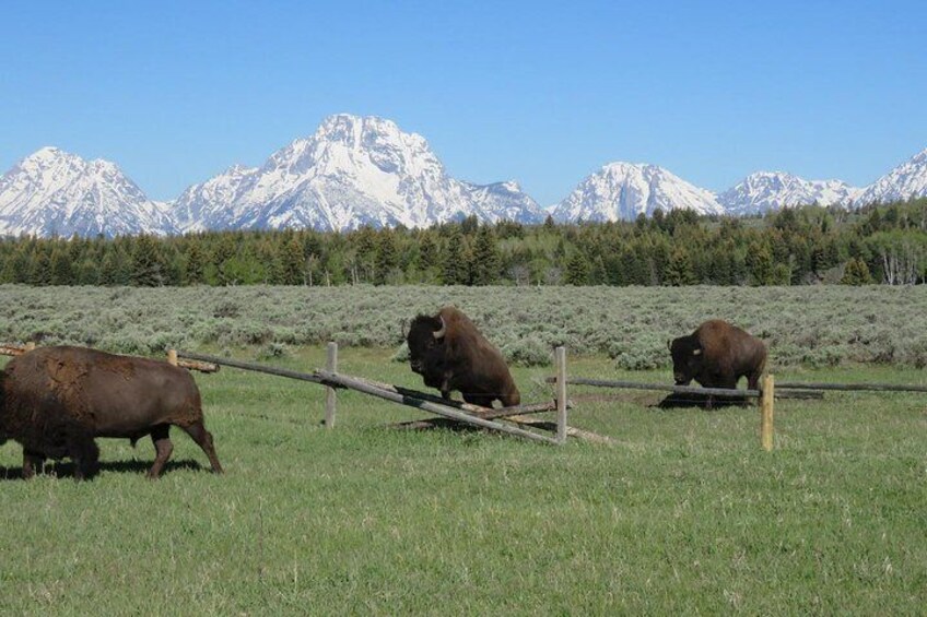 Grand Teton National Park - Full-Day Guided Tour from Jackson Hole