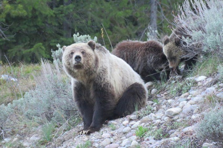 Grand Tetons