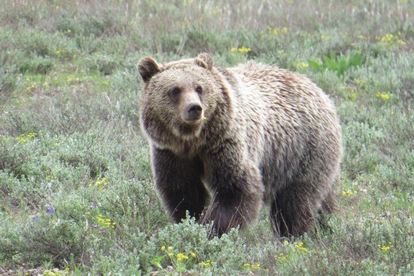 Grand Teton National Park - Full-Day Guided Tour from Jackson Hole