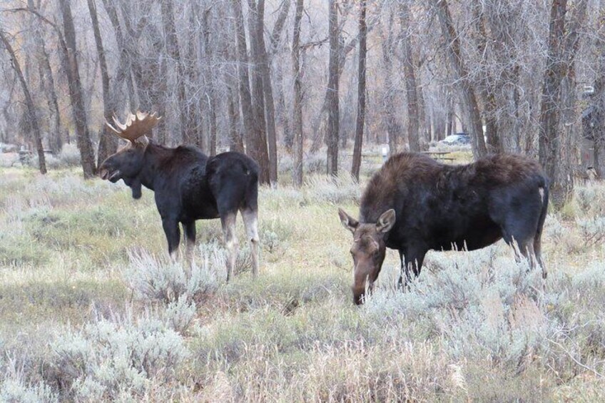 Grand Teton National Park - Full-Day Guided Tour from Jackson Hole