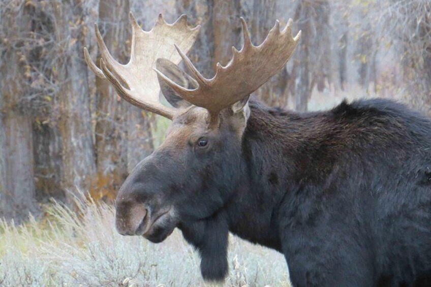 Grand Teton National Park - Full-Day Guided Tour from Jackson Hole