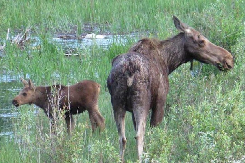 Grand Teton National Park - Full-Day Guided Tour from Jackson Hole