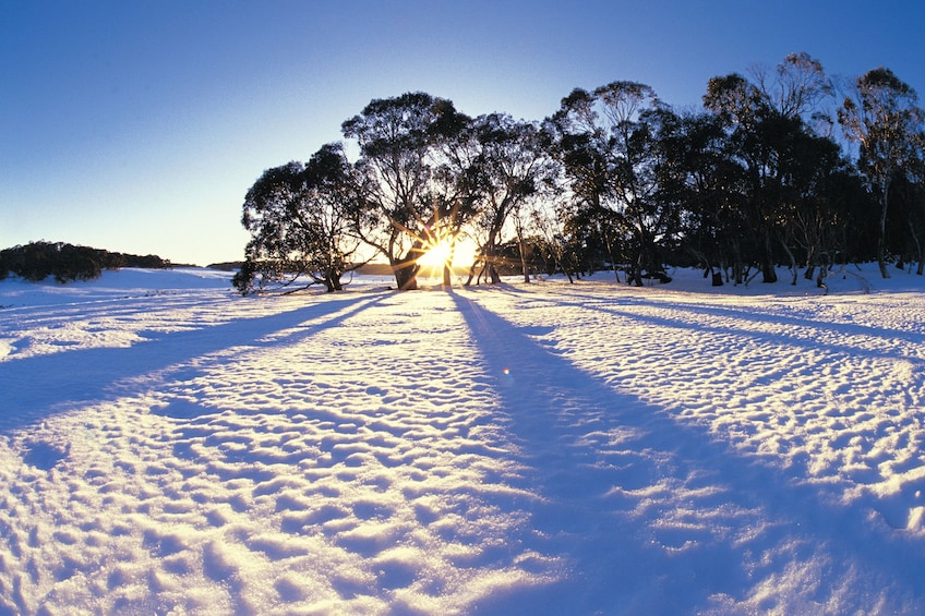 Lake Mountains Melbourne Snow Tour with Chocolate Samples