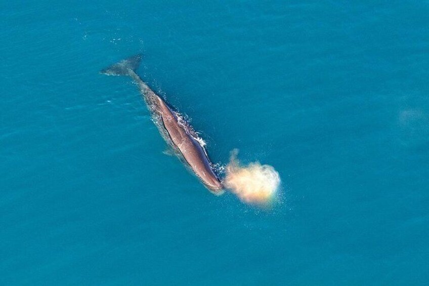 Kaikoura - Sperm Whale view from helicopter