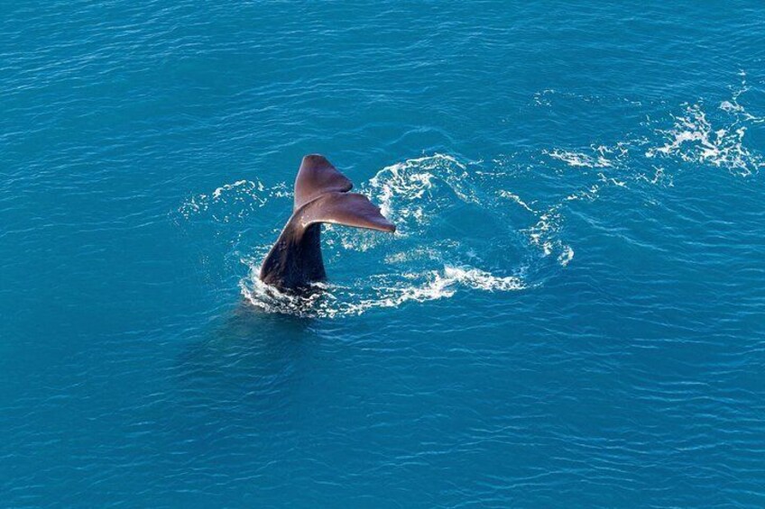 Sperm Whale Tail Dive