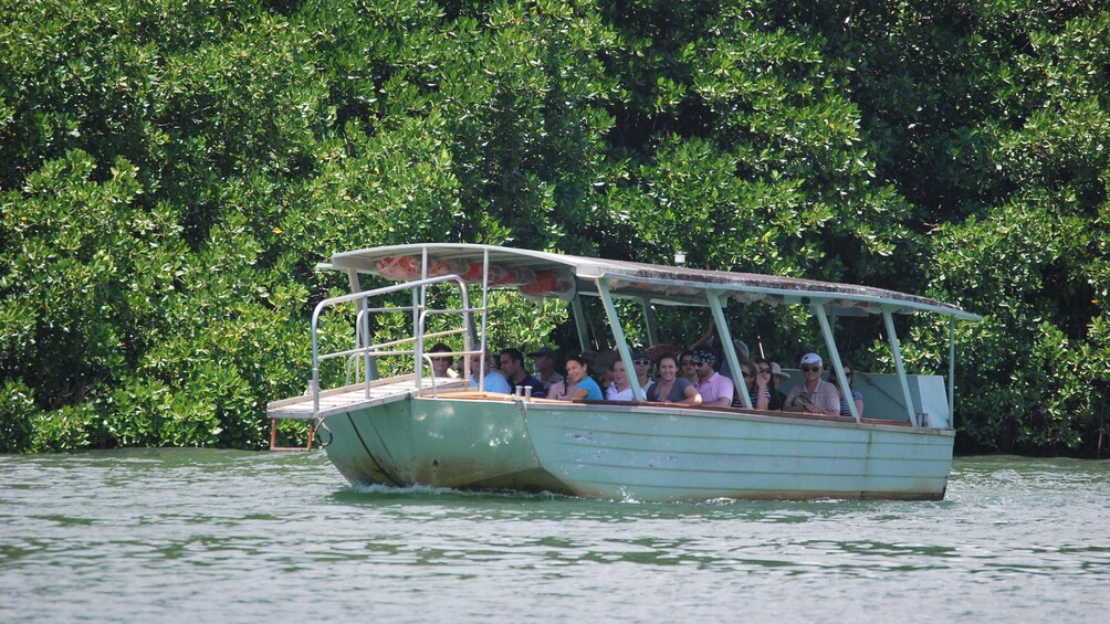 Daintree Rainforest Tour