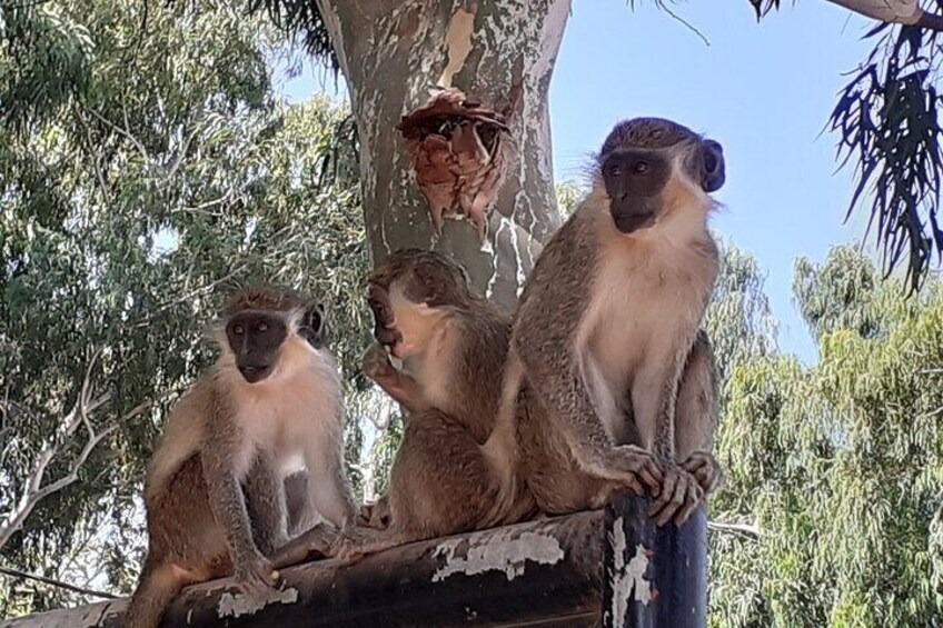 Birdwatching tours