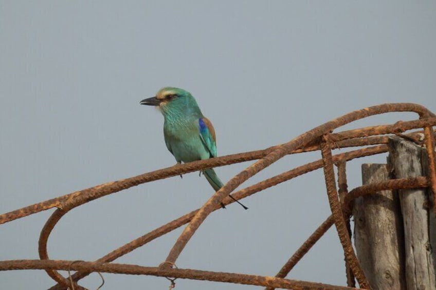 Abyssinian Roller 