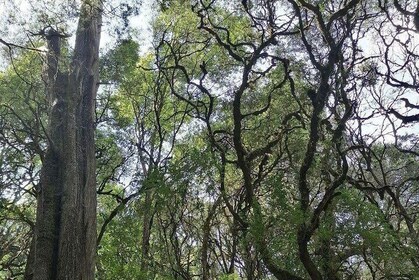 Viaje de ida y vuelta al parque forestal Menagesha Suba